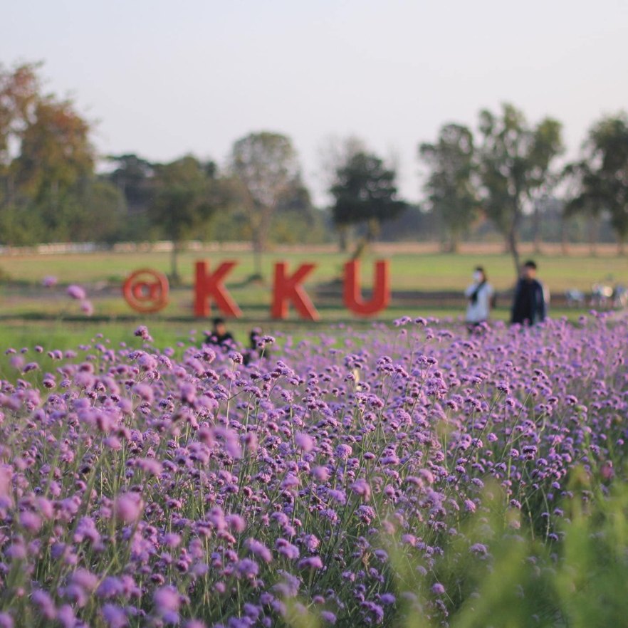 แปลงดอกไม้สีม่วง KKU Smart Flower Farm คณะเกษตรศาสตร์ มหาวิทยาลัยขอนแก่น